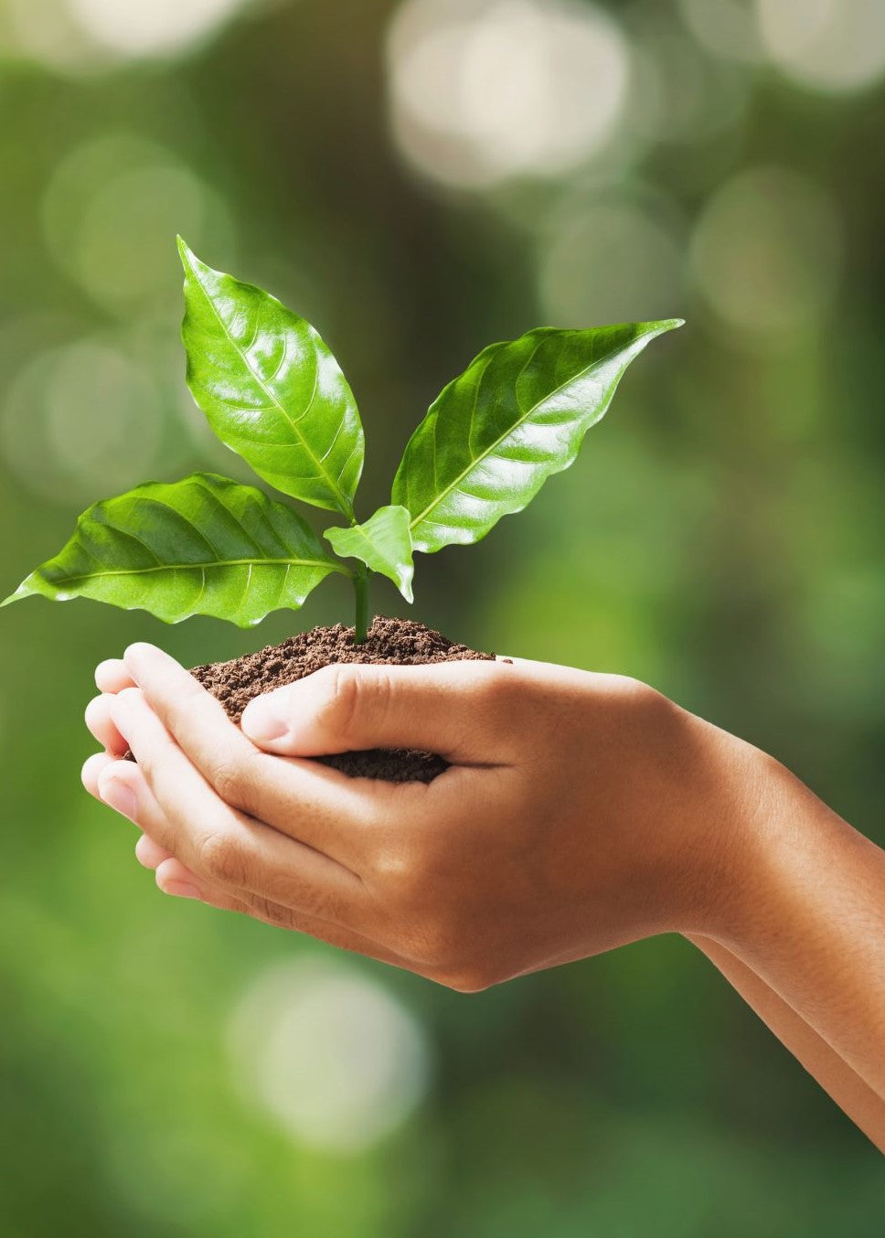 Compostable cutlery made from renewable material